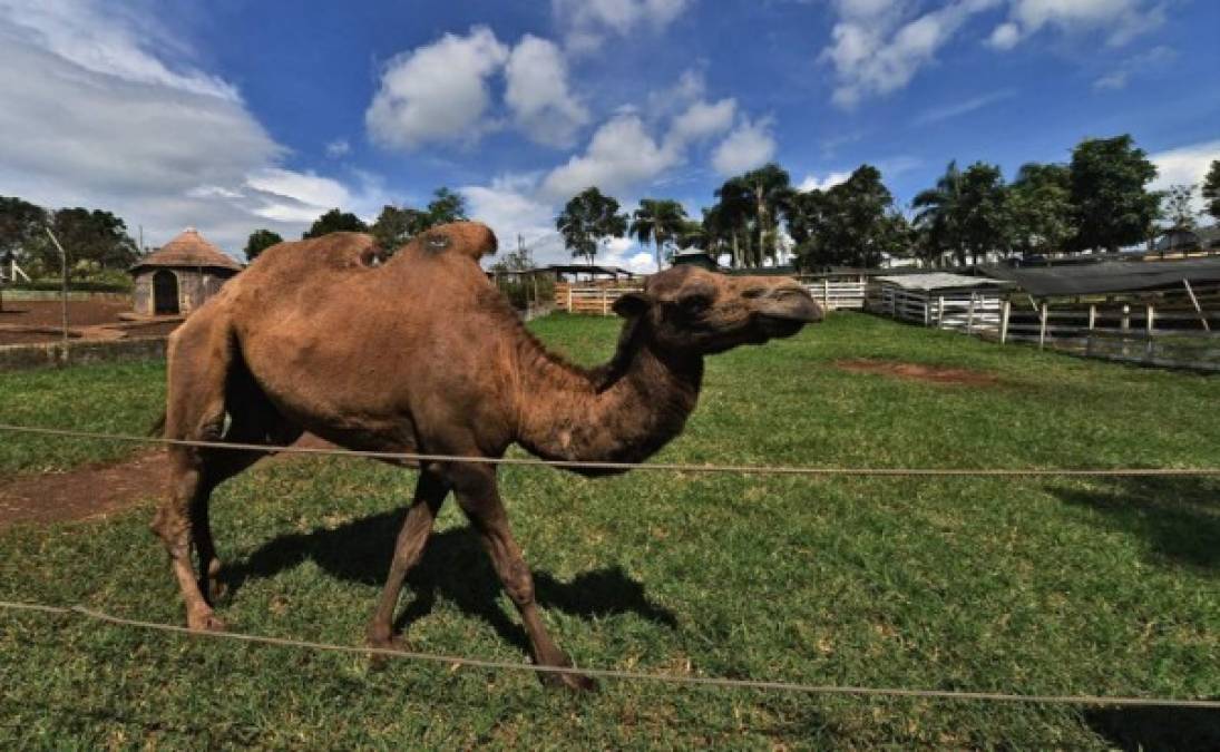 El parque es una copia de la hacienda Nápoles del ejecutado Pablo Escobar, construido en un lugar estratégico de difícil acceso por una carretera de tierra cerca de la localidad de Santa Cruz de Yojoa. Al igual que lo hizo el capo colombiano, Los Cachiros lo usaban como lugar de reunión con sus invitados.<br/>