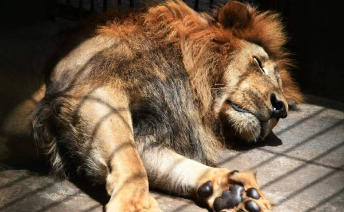 Los leones muestras su grandeza en el zoológico. Tras el decomiso, el gobierno lo dio en concesión en abril de 2014 a la empresa Arca de Noé, cuya administradora, la veterinaria María Díaz, tiene a cargo su mantenimiento como un lugar turístico, aunque ella dice que lo hace sobre todo por amor a los animales.