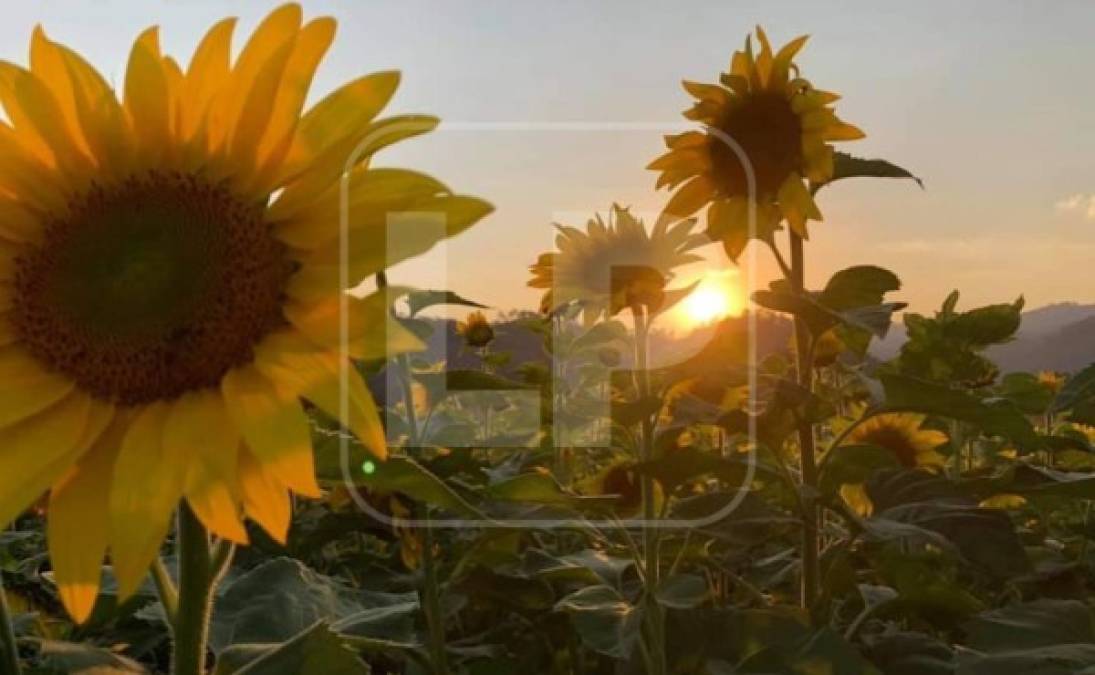 El Paseo de los Girasoles es el nuevo mágico lugar que encanta a los turistas que llegan al municipio de Copán Ruinas, en el occidente de Honduras.