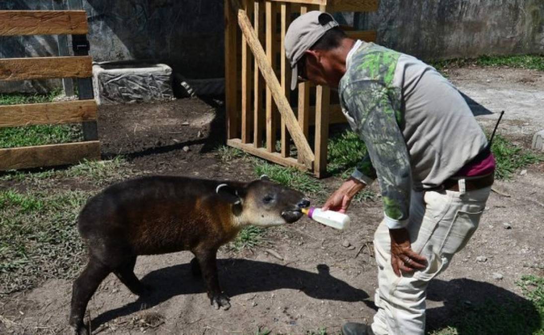 Quedan pocos ejemplares de tapires o dantos centroamericanos en las montañas o en cautiverio en sus países nativos, además de Honduras, Belize, Colombia, Costa Rica, Guatemala, México, Nicaragua y Panamá.<br/>