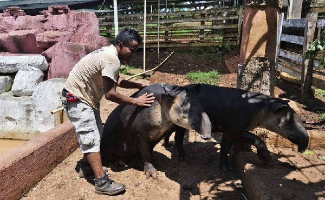 El proyecto ya celebra seis nacimientos, con los que suman diez dantas en el zoológico, incluyendo tres parejas en plena reproducción, todos inscritos en un registro mundial. Almendra es el último ejemplar que vio la luz, en diciembre pasado.