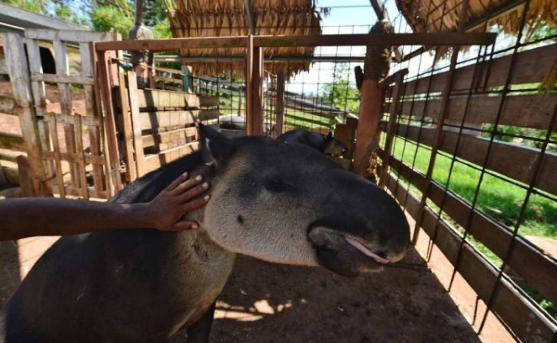 Uno de los objetivos del 'Arca de Noé' dentro del zoológico es la reproducción del tapir centroamericano (Tapirus bairdii).<br/>
