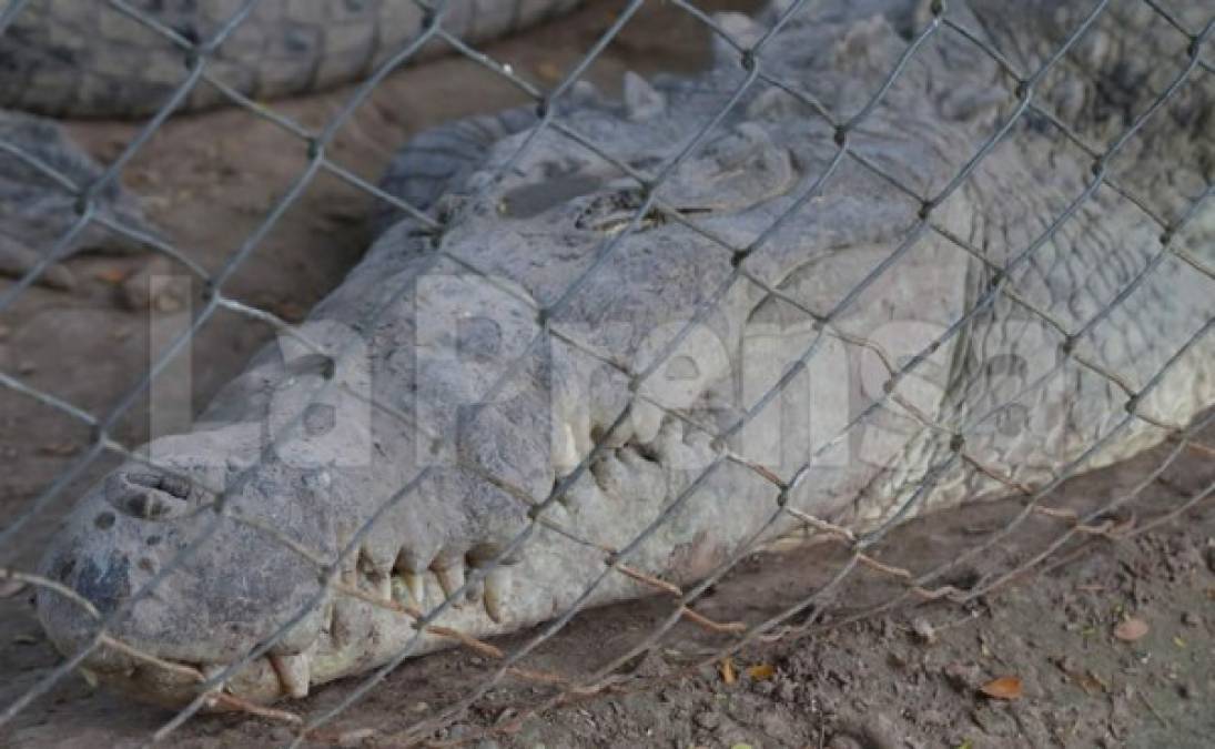 Los cocodrilos desesperados rompen el cerco y salen a buscar comida, otros se muerden entre ellos por el hambre. Algunos presentan heridas en sus cuerpos.