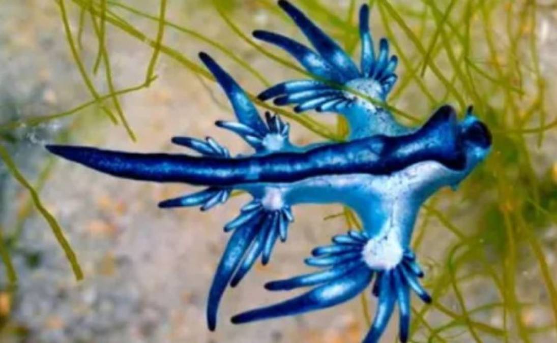 Se alimenta de animales venenosos y grandes y almacena las células punzantes de sus presas dentro de su cuerpo para luego usarlas contra sus depredadores. Tiene una técnica defensiva implacable, gracias a las pequeñas medusas azules que come.