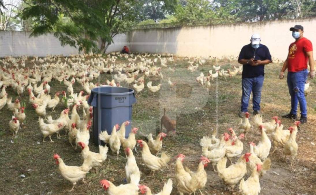 Las 3,000 gallinas se entregaron en colonias como la Callejas, Flor del Campo, San Vicente de Paúl y otras del sector noreste de San Pedro Sula.