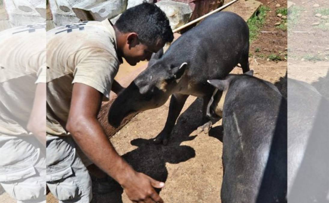 Los tapires son los mamíferos más grandes de Centroamérica -llegan a pesar hasta 600 kilos- y su preservación es importante porque contribuyen con el ecosistema esparciendo semillas que reproducen árboles de gran tamaño, explica la veterinaria.<br/>