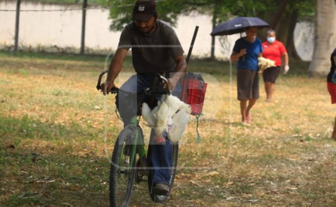 A pie o en bicicleta, las personas de las colonias Callejas, Flor del Campo, San Vicente de Paúl, entre otras, llegaron temprano para poder recibir una gallina.