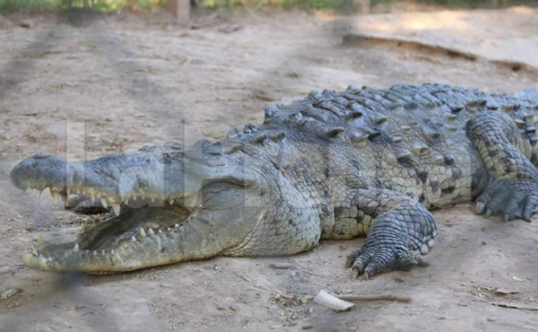 A los cocodrilos se les daba varias libras comida y podían pasar tranquilos hasta 15 días sin comer.