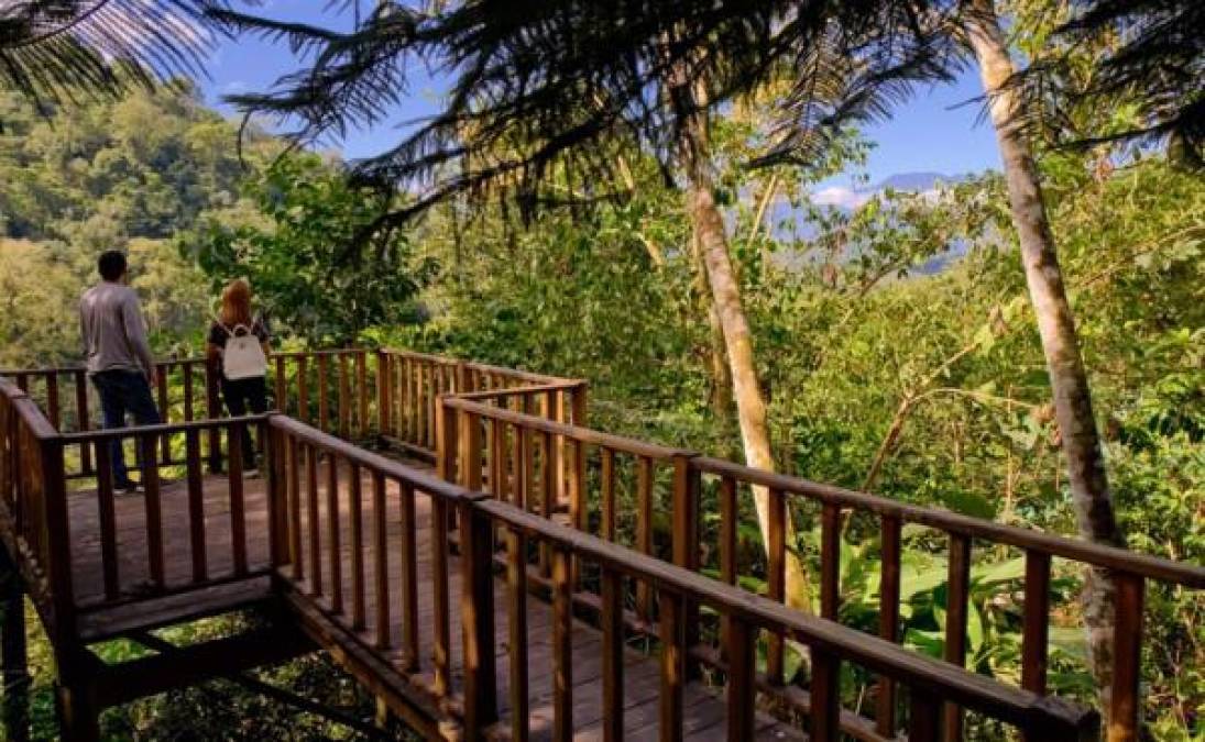 PANACAM Lodge: O<b>frece acceso a la red de senderos del Parque Nacional Cerro Azul Meámbar. Sus más de siete kilómetros transcurren entre un inmenso bosque con hermosas cascadas, cristalinas fuentes de agua, miradores con exuberantes vistas, torres de avistamiento de aves y áreas de descanso. La red está compuesta por tres senderos principales que se interconectan para ofrecer siempre nuevas experiencias. Los visitantes pueden disfrutar de la hermosa vista al Lago de Yojoa desde sus miradores.</b><b>Los visitantes pueden hacer kayak en la represa de Yure, en donde ofrecen recorridos de una hora. En la zona montañosa observarán con frecuencia mamíferos como guazalos, gatos de monte, cusucos, mapaches, venados, entre otros.</b>