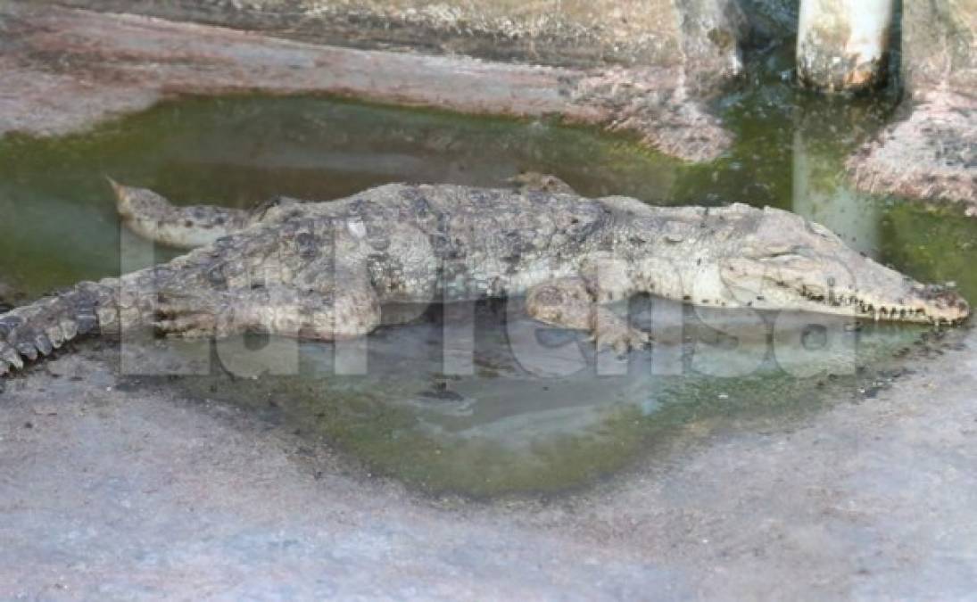 En las lagunas y áreas de crecimiento se ve a los cocodrilos débiles y su piel empieza a colgarles, porque están delgados.