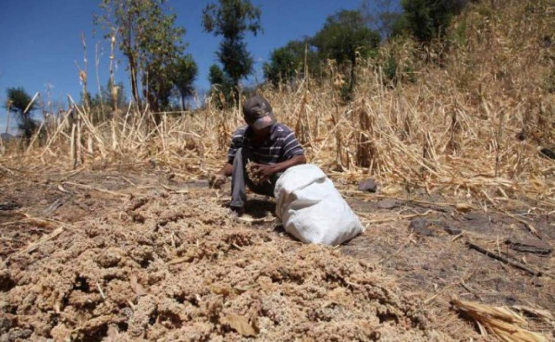 Más de un millón de hondureños no tiene acceso a servicio de agua según el Programa de Monitoreo Conjunto de las Metas en Agua y Saneamiento de los Objetivos de Desarrollo del Milenio.