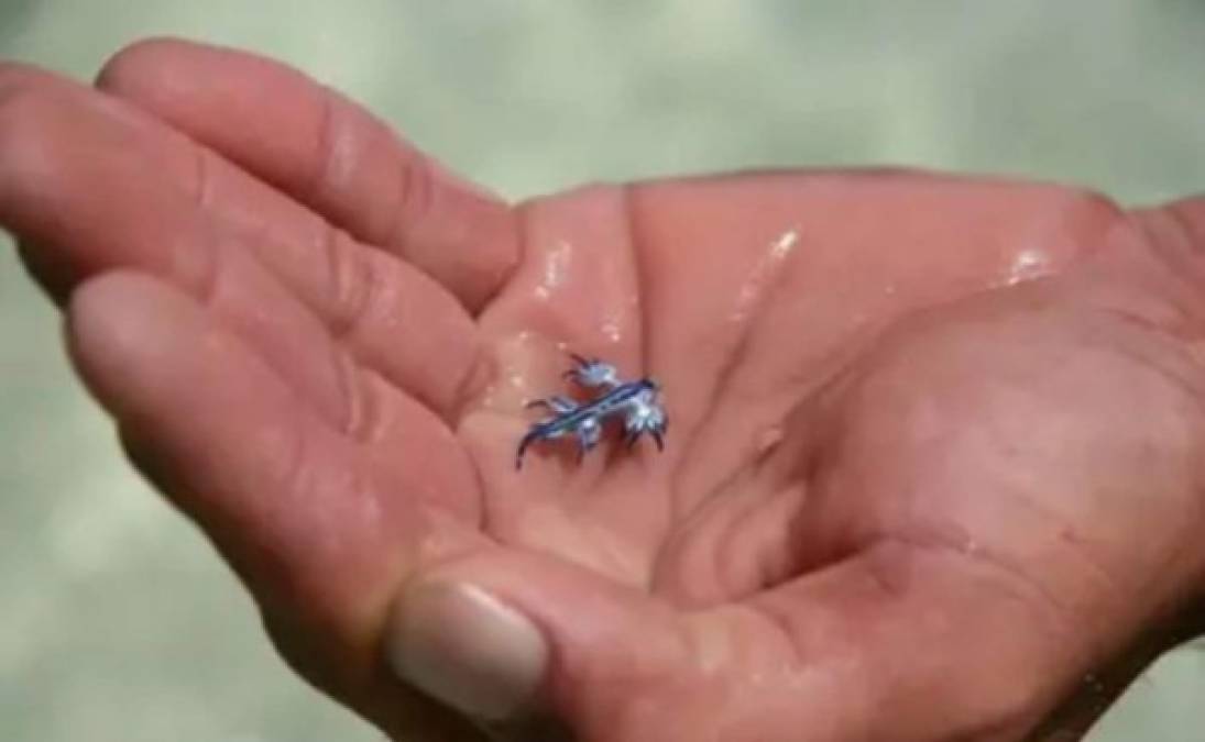 Al alertar a las autoridades del parque sobre la inusual captura, los expertos se asombraron. No estaban ante una nueva especie, pero desde luego, era un 'hallazgo raro' e inusual. Se trataba de un Dragón Azul, o Glaucus Atlanticus, un tipo de babosa marina que posee una picadura muy peligrosa.