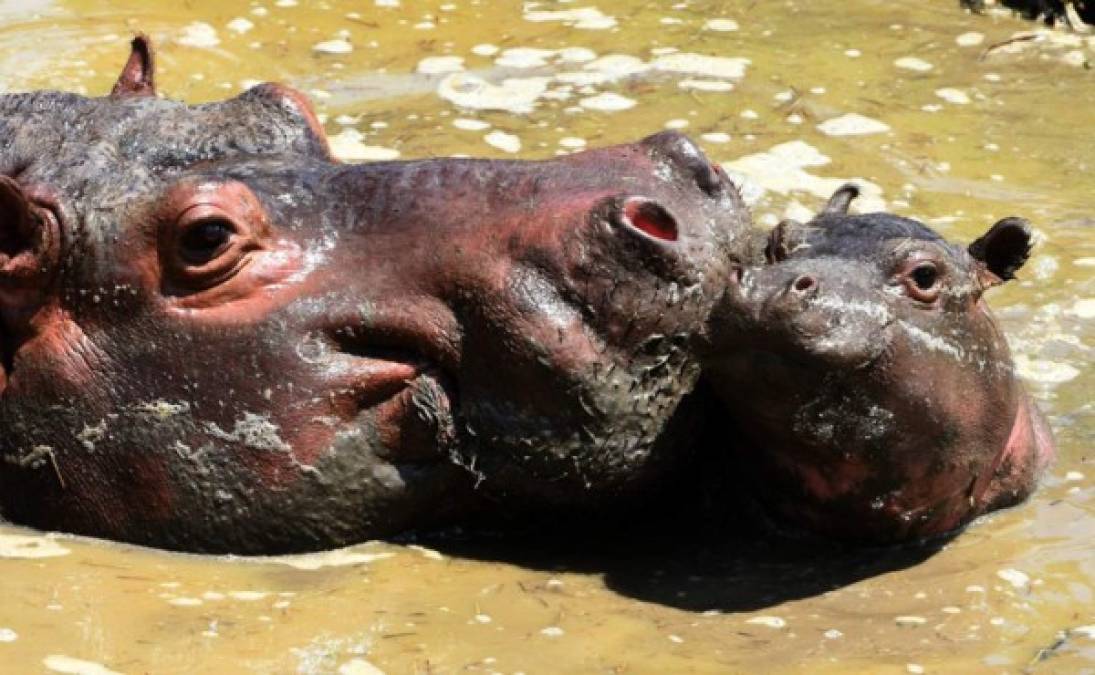 El zoológico es un paraje natural de 12 hectáreas entre 220 hectáreas de bosques y pastizales, con la jirafa Big boy, los leones africanos Simba y Mufasa, los tigres de bengala Lala, Esperanza, Kenia y Cata; y los hipopótamos Bumburi, David, Bomboncita y Marina. <br/>