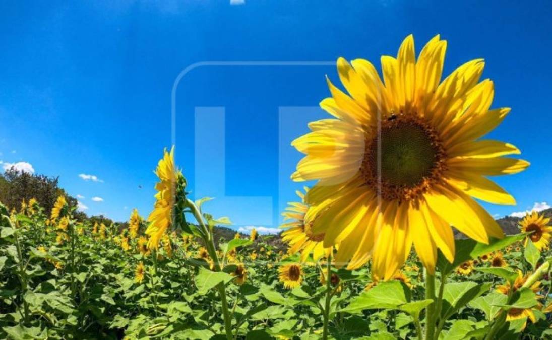 “Antes de los huracanes teníamos parcelas de plátano, maíz, sorgo y todo lo perdimos con las inundaciones quedando únicamente el girasol”, contó a LA PRENSA Mauro Cueva.