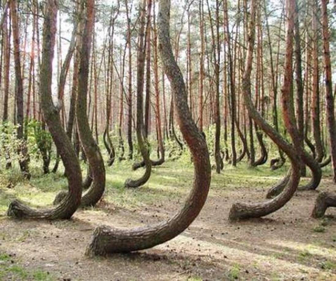 Este lugar en el que los árboles crecen de forma circular en el principio de su tronco es famoso en el mundo.