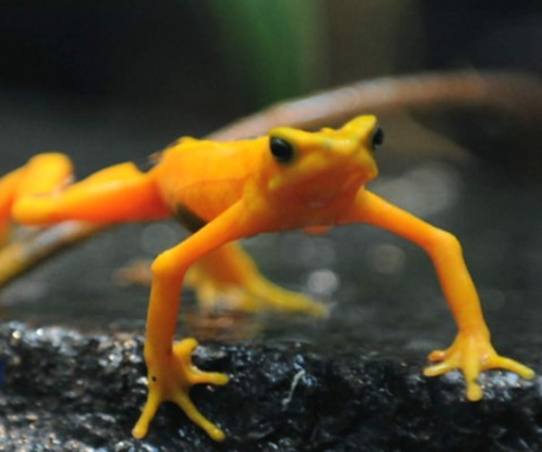 1989 “Sapo dorado”. La causa por la cual el sapo dorado se extinguió todavía es inexacta, pero claramente los factores intervinientes en su desaparición se deben al calentamiento global, contaminación y los cambios climáticos, se cree que estos fueron los causantes fundamentales para que este anfibio de Costa Rica ya no exista.