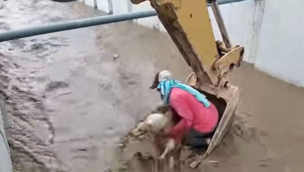 Video viral: obreros salvan a un perro que estaba a punto de morir ahogado en un cauce