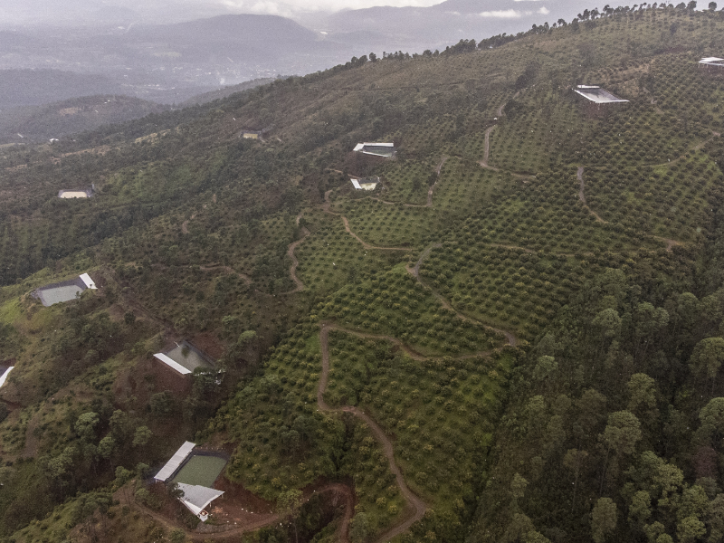 Los campos de aguacate en tierras deforestadas han estado agotando los acuíferos de los que dependen otros agricultores.