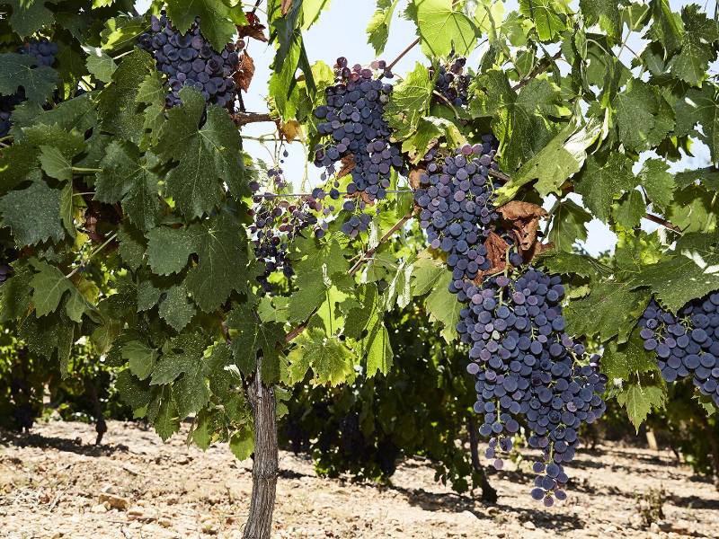 Uvas francesas no se utilizaron en botellas de vino fraudulentas vendidas por una red criminal. (Roberto Frankenberg para The New York Times)