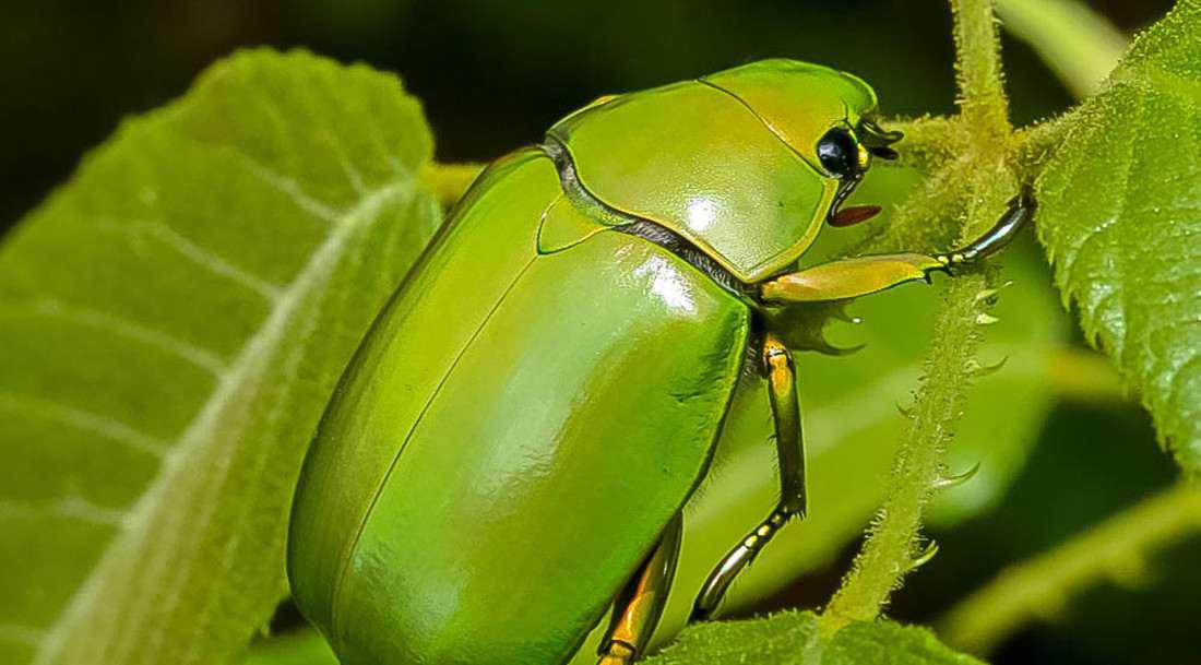 Se estableció un campamento para los científicos; especies de escarabajos gema han sido encontradas en Cusuco.