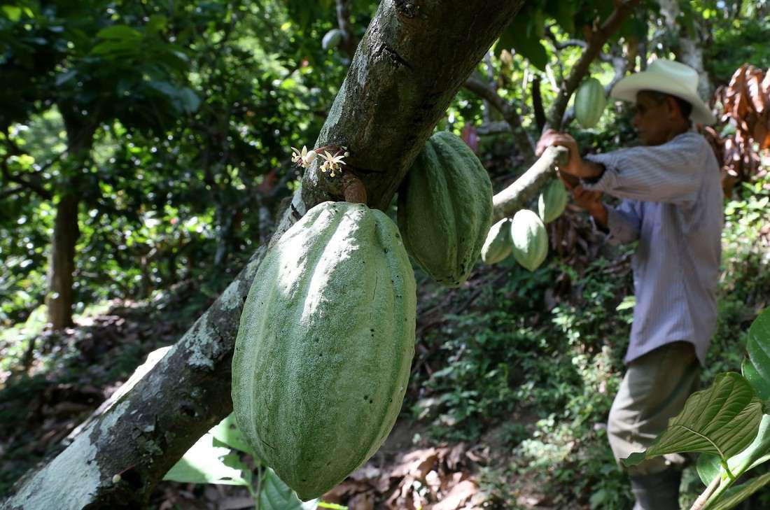 $!Entre los prodcutoes están la palma africana, el cacao, en menor medida, la soya y el café. Pero la normativa deja margen para incluir otros productos en el futuro; los productores deben evaluar sus prácticas.