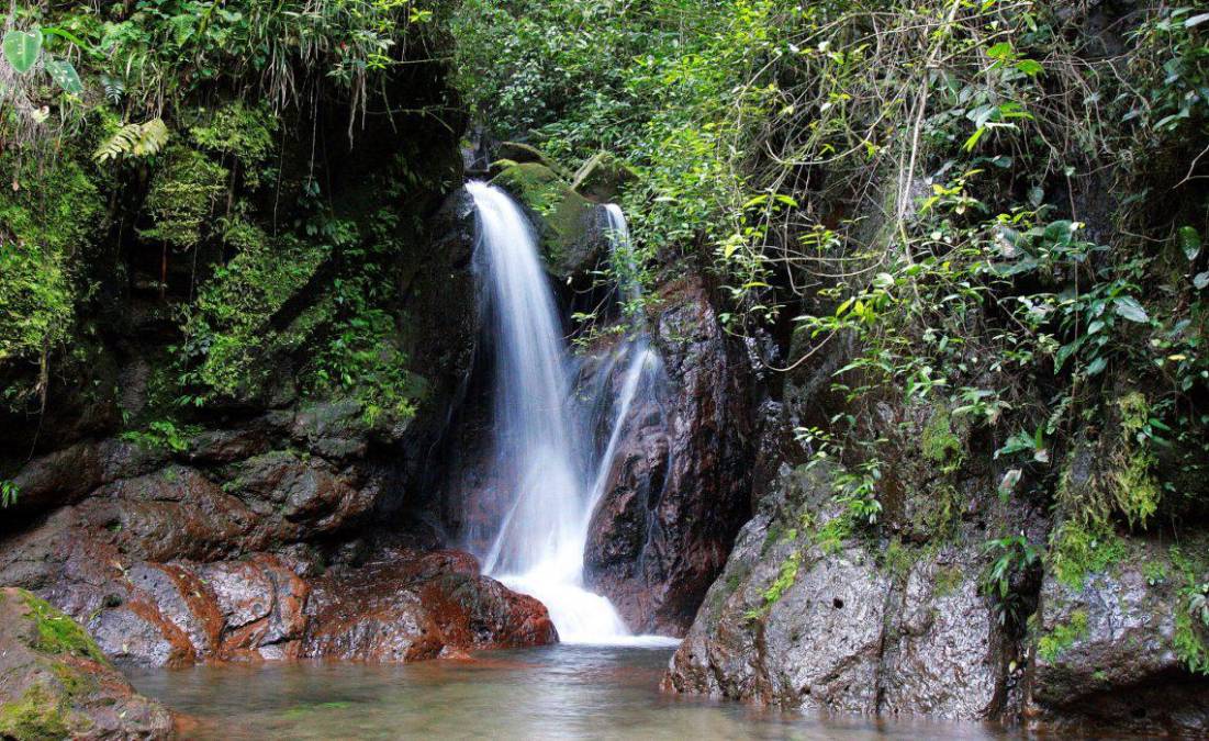 Aquí los visitantes pueden aventurarse a tomar un delicioso baño en las frías aguas con una vista impresionante a la frondosidad del bosque que la rodea.