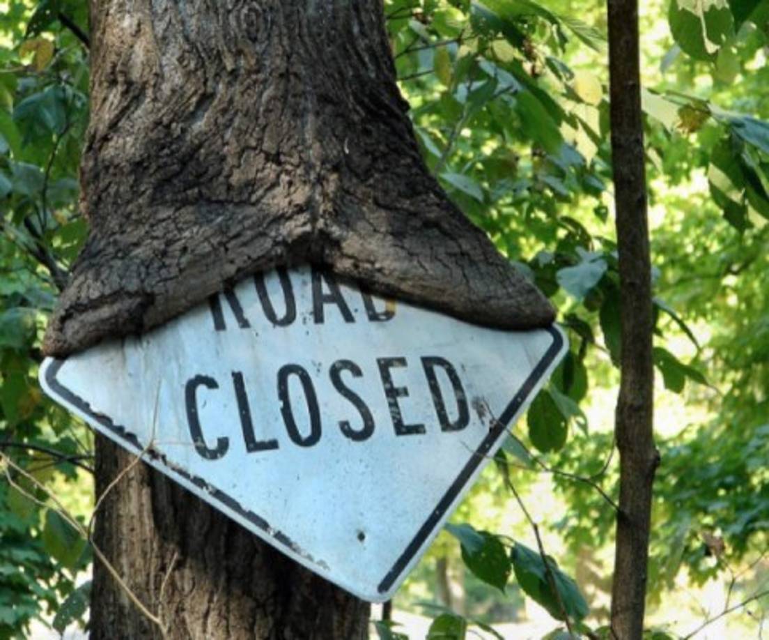 En la serie Stranger Things no necesitarían efectos especiales con estos árboles.