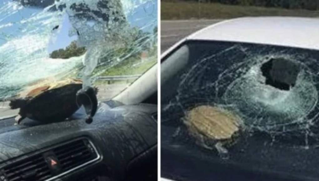 Viral: Tortuga impacta el parabrisas de un auto en Florida y hiere a una mujer