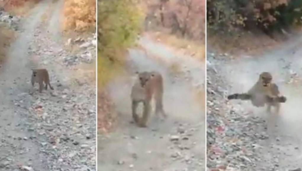 Video viral: 'Puma endiablado' persiguió a excursionista para devorarlo