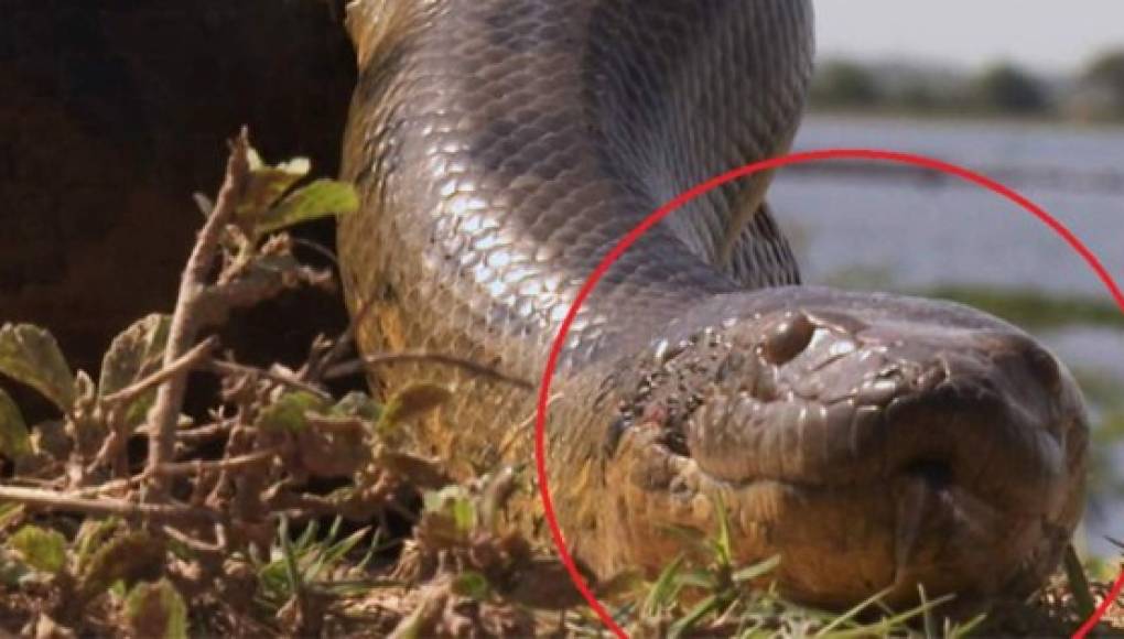 Video viral: gigantesca serpiente pitón atrapa y enrolla a hombre en Indonesia