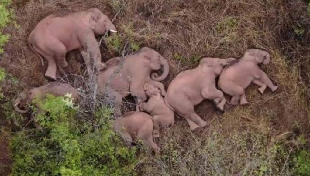 Manada de elefantes se echa una siesta durante su épica odisea en China