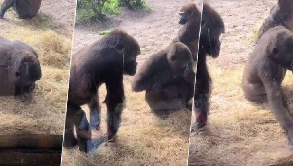 TikTok viral: gorilas descubren que hay una serpiente dentro su jaula