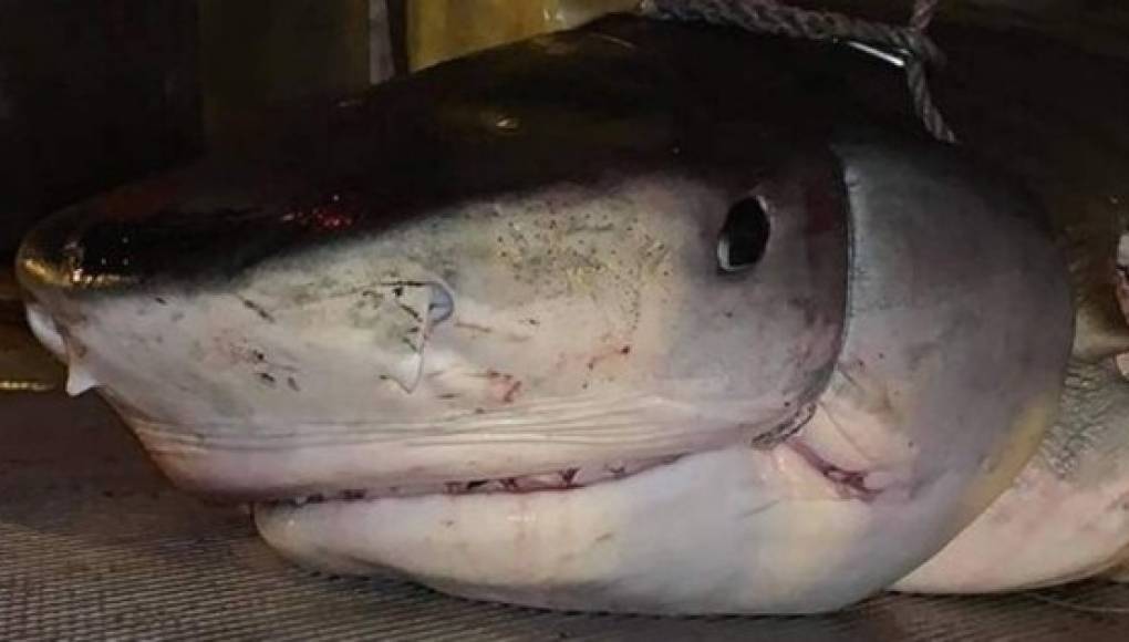 Insólito: tiburones devoran a turista mientras buceaba