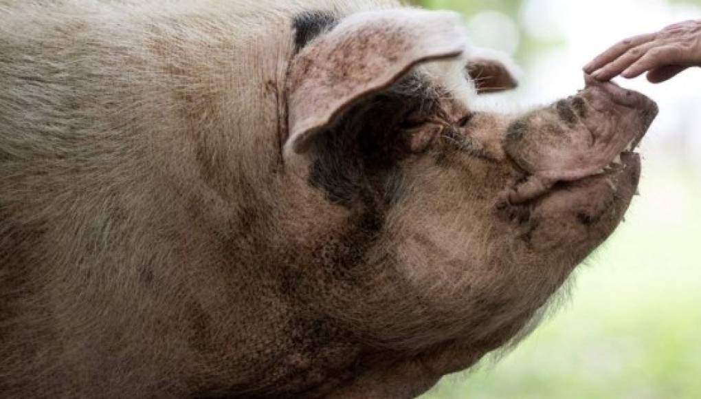 China llora la muerte del heroico cerdo que sobrevivió a un terremoto en 2008