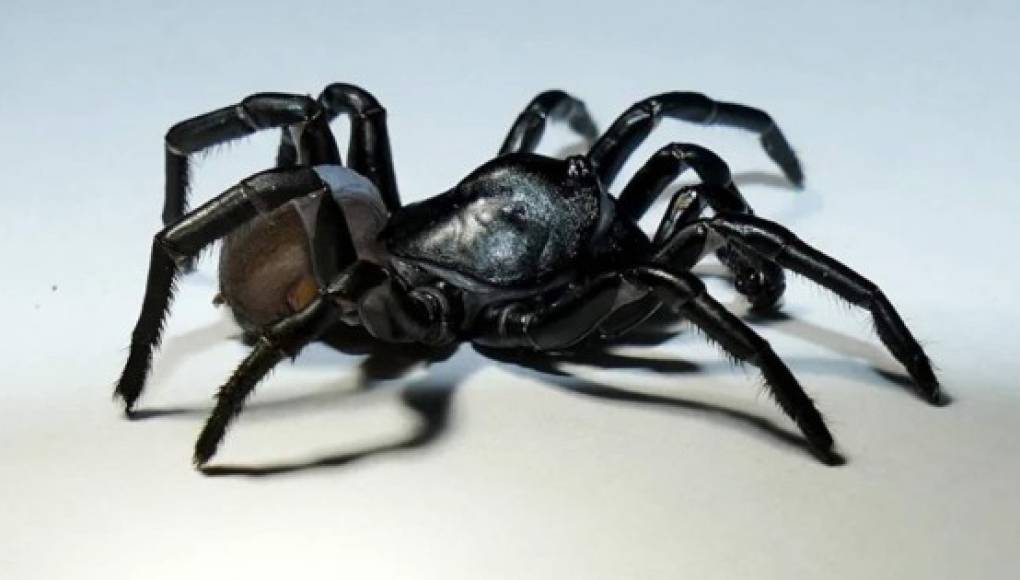 Descubren nueva especie de araña cerca del zoológico de Miami