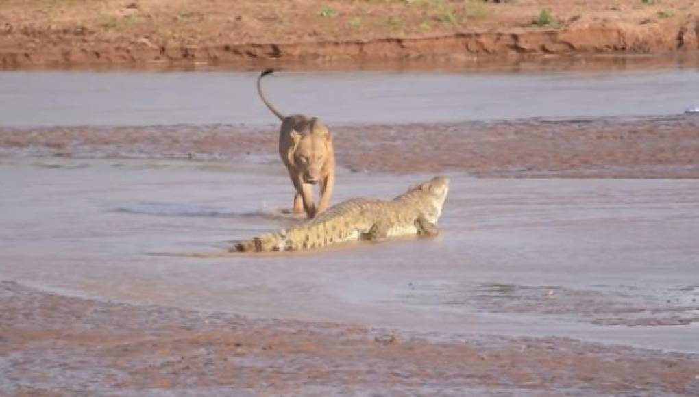 Video viral: brutal pelea entre cocodrilo y leones tiene final inesperado