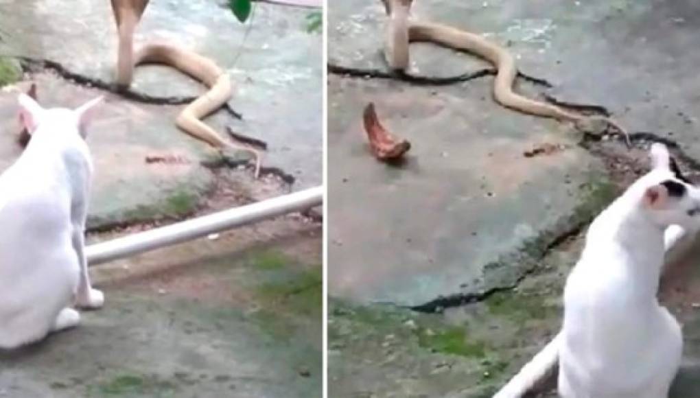 Video viral: valiente gato se enfrenta a una cobra y salva a su dueño