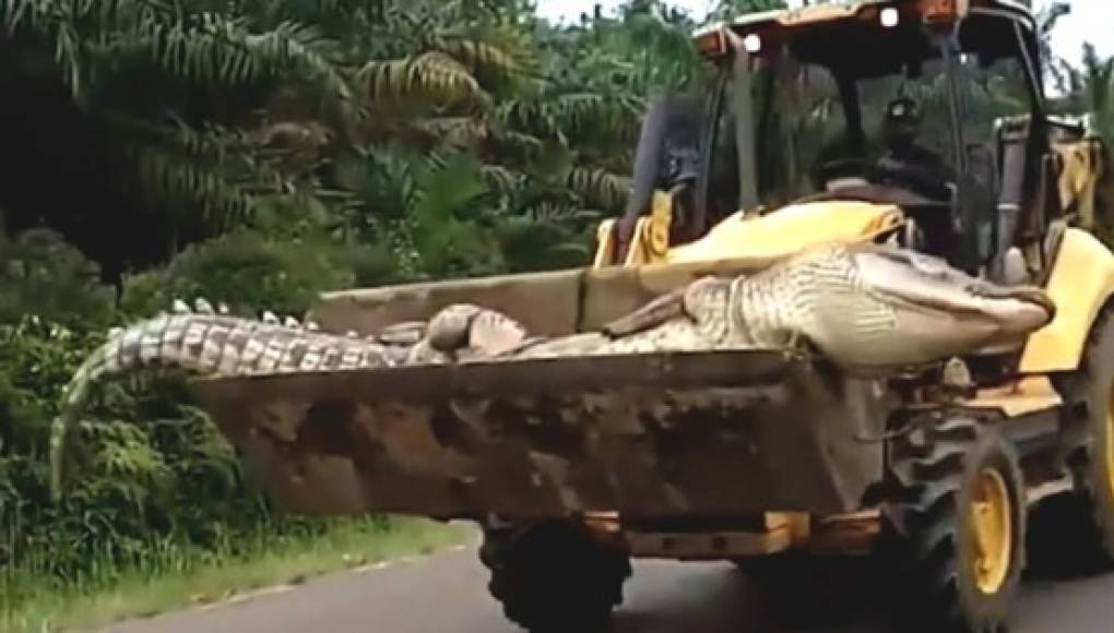 Video viral: capturan a enorme cocodrilo 'endemoniado' y lo decapitan