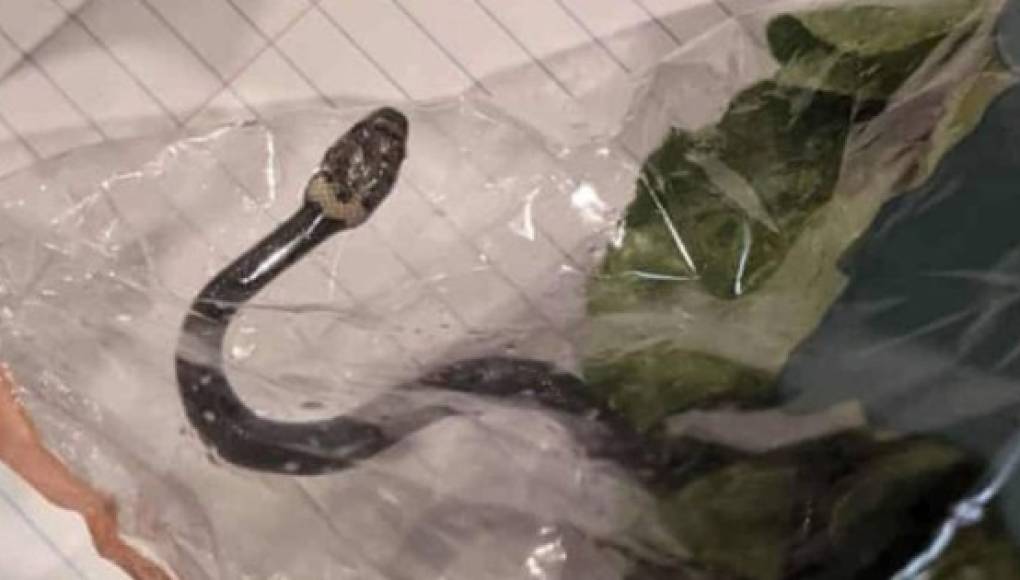 Mega viral: Pareja halla una serpiente en la bolsa de la lechuga