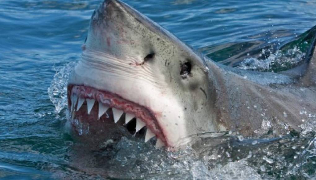 Surfero australiano salva a su esposa del ataque de un tiburón a golpes