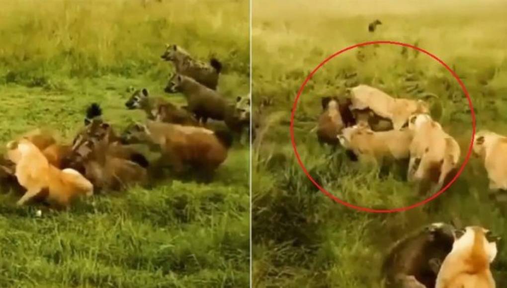 Video viral: leonas se enfrentan a una manada de hienas para salvar a su compañera