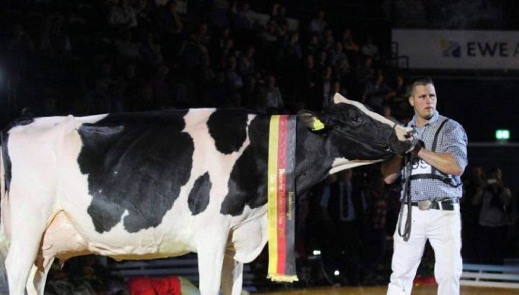 'Lady Gaga': la vaca más bonita de Alemania   