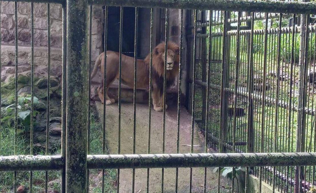 A través de redes sociales se han difundido diversas fotografías del león.