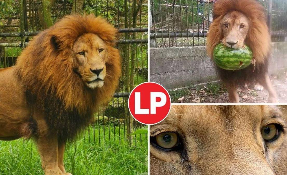 Simba es un león de 10 años que habita en el zoológico Rosy Walther de El Picacho.