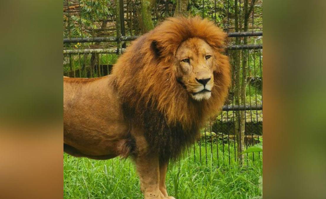 Simba cuenta con su propio espacio resguardado para descansar y ser alimentado.