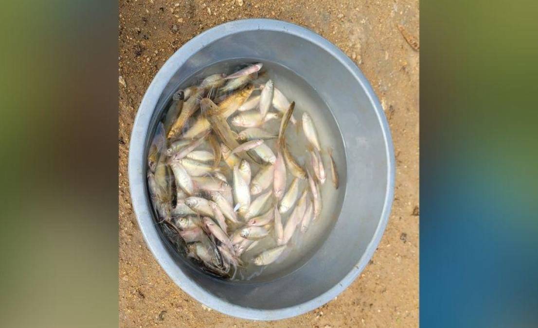 Con canastas en mano y muy contentos los aldeanos amanecieron recogiendo los pescados que el torrencial trajo.