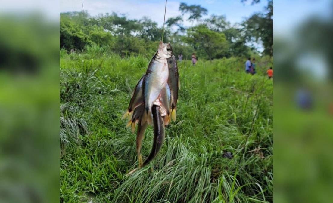 Tras la fuerte tormenta que comenzó a azotar en horas de la tarde del domingo hasta la madrugada de este lunes, el peculiar fenómeno natural conocido como lluvia de peces se hizo presente.