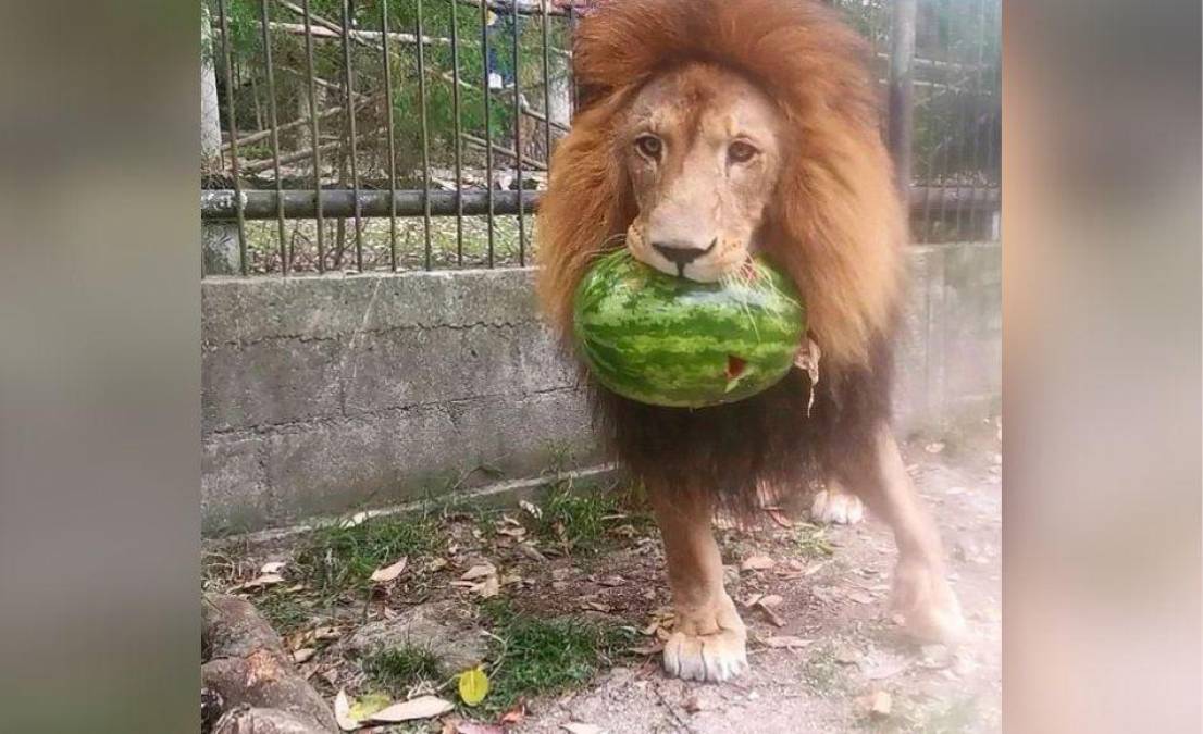 Las autoridades del zoológico catalogan al león como “muy tranquilo pero territorial. 