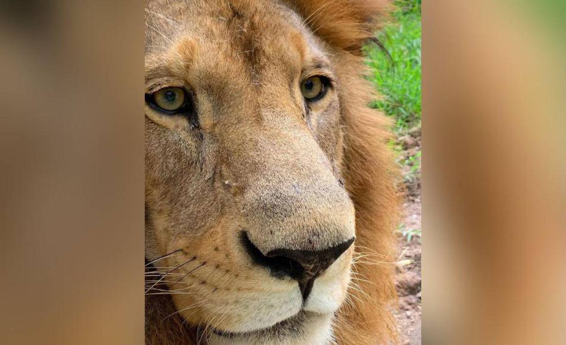 Simba se ha vuelto noticia tras morder el brazo de un hombre que violentó las medidas de seguridad e intentó tocar al león.