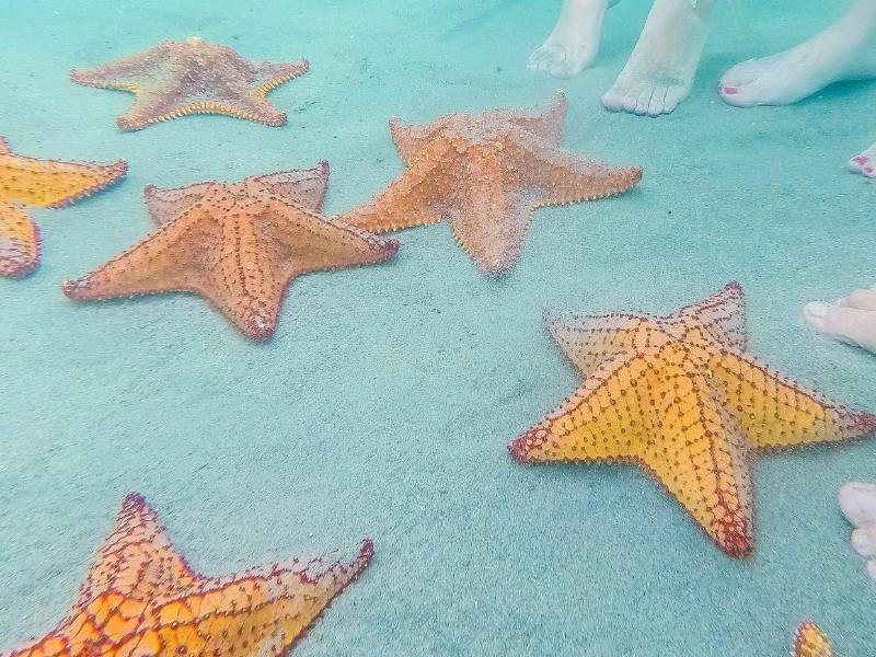 Las estrellas mar son uno de los atractivos más hermosos que ofrece la bahía de Trujillo. Foto: Cortesía
